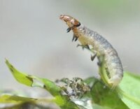 蛾の幼虫でしょうか 先日 鹿児島から取り寄せたヤマモモの Yahoo 知恵袋