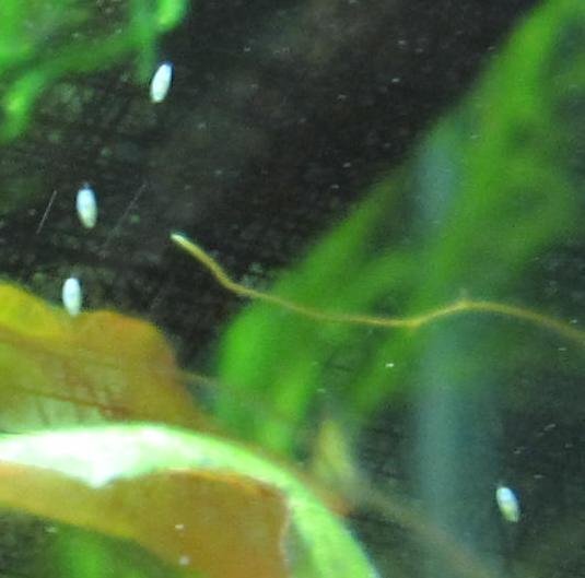 水槽内の白い小さい虫 について 熱帯魚水槽のガラス面に多数 Yahoo 知恵袋