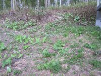 芝生の作り方で教えて下さい この写真の様な状態から 自力で芝にする事は可 Yahoo 知恵袋