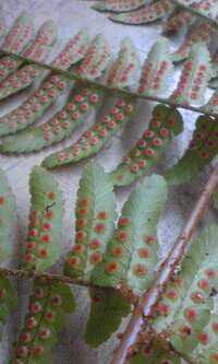赤いブツブツがびっしり プランターにシダのような植物が生えてきま Yahoo 知恵袋