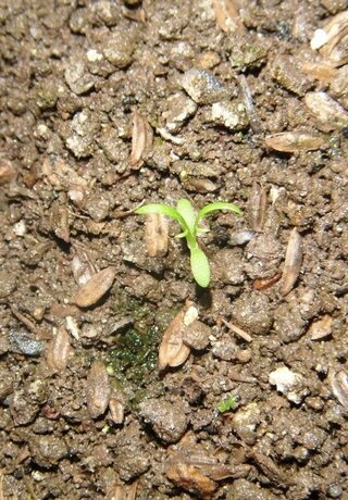 これはカモミールの芽でしょうか 5月上旬に カモミールの種まき等の Yahoo 知恵袋