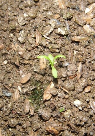 これはカモミールの芽でしょうか 5月上旬に カモミールの種まき等の Yahoo 知恵袋