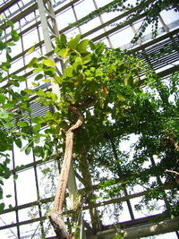 沙羅双樹 の花の色って 何色なんですか 沙羅双樹は 日本の花屋 Yahoo 知恵袋