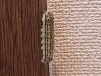 写真に写っている毛虫が 家の周りに大量発生しています この毛虫 Yahoo 知恵袋