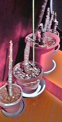 プルメリアが大きくなりすぎて部屋に入れれません 今年 初めての冬 Yahoo 知恵袋