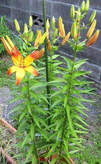 ガーデニング ユリを切り花にします どこで切れば良いでしょうか Yahoo 知恵袋