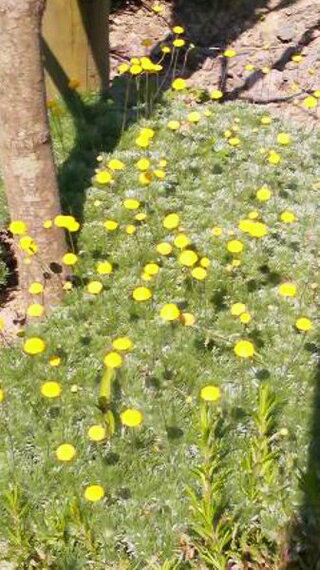 花は下のフワフワした葉から生えていて ５センチくらい伸びたところに黄色い Yahoo 知恵袋