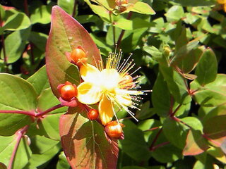 この黄色い花が咲く植物の名前を教えて下さい 黄色い花のあとに赤 Yahoo 知恵袋