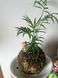 苔玉に観葉植物を植えましたが将来的には鉢に植え替えたほうがよい Yahoo 知恵袋