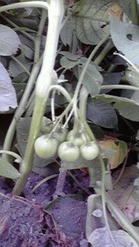 ジャガイモの花は摘みますか もう少ししたらジャガイモ キタアカリ Yahoo 知恵袋