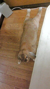 ウサギはこのように寝るのは普通ですか ケージの外で遊ぶときにフローリング Yahoo 知恵袋