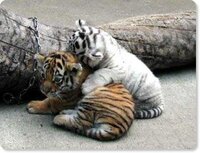 九州北部の方言に しよらす しとらす という方言があると思 Yahoo 知恵袋