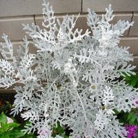 この白い葉の植物は何という名前ですか 友人宅の花壇に植えられていま Yahoo 知恵袋