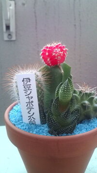 今朝 サボテンがふにゃふにゃにやわらかくなっていました サボテンは 午前 Yahoo 知恵袋
