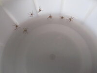 台所に5ミリ程のクモの子供が大量発生してます このクモの種類がわかる方い Yahoo 知恵袋