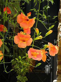 また 質問させてください 弦のように垂れ下がって オレンジ色の Yahoo 知恵袋