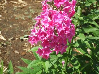 このピンクの星型の花はなんでしょう 民家の庭にありました Yahoo 知恵袋
