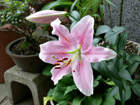 カサブランカは変色するのですか 昨年は黄色の花が咲いたのですが 今年は赤黒い花 Yahoo 知恵袋