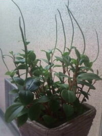 この植物の名前など分かりますか 一年ほど前に友人から頂いたのですが 大き Yahoo 知恵袋