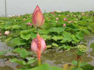 ハスの花についた赤い卵みたいなものはなんでしょうか 今日 愛知 Yahoo 知恵袋