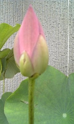 世界最古の花」と言われる縄文ハス（別称；大賀ハス）の株分けについて