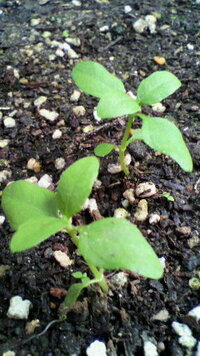 これは ひまわりの芽でしょうか ひまわりの種を４コ植えたのですが 次から Yahoo 知恵袋