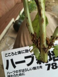 バジルの側枝の付け根や茎から 表面が割れ 寄生虫のような 根っ Yahoo 知恵袋