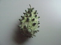 瓜の種類を教えて下さい 父が胡瓜と思って苗を買って畑に植えたのですが 採 Yahoo 知恵袋