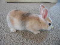 うさぎの骨折 脱臼 4日前の朝 起きたらうさぎが後ろ右足を庇って Yahoo 知恵袋