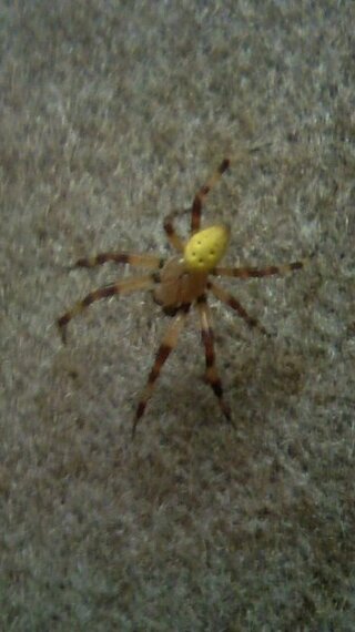 この黄色い蜘蛛の名前を教えて下さい 画像の腹が黄色一色の蜘 Yahoo 知恵袋