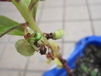 小学校6年生の理科で 水は植物のどこを通るのか の実験で教科書ではホウセンカを Yahoo 知恵袋