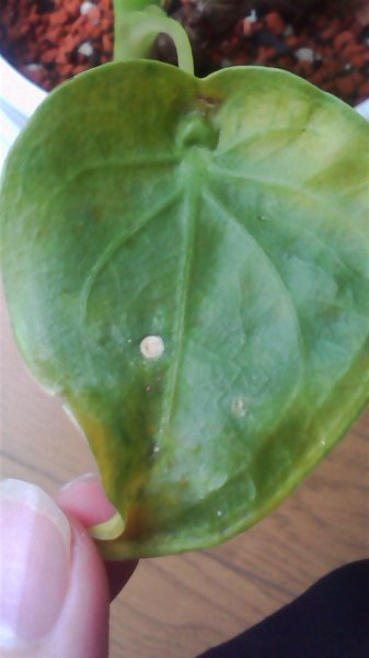 クワズイモ 虫