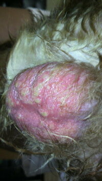 犬の睾丸の皮膚が赤くなり膿がプツプツ出来ています 何の病気でし Yahoo 知恵袋