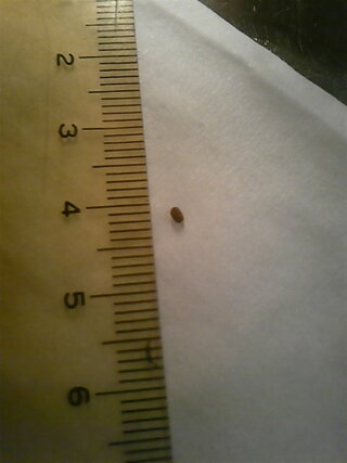 この虫は何でしょうか 体長2mm程 てんとう虫のように硬い羽の下に薄い Yahoo 知恵袋