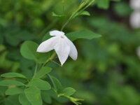 此花の名前を教えて どちらかというとジャスミンの仲間かと Yahoo 知恵袋