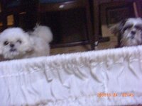 シーズー犬として写真の左側の犬をもらったのですが 右側の普通のシーズーに Yahoo 知恵袋