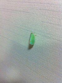 画像のような緑色で飛ぶ虫が居たのですがどなたか名前をご存じのか Yahoo 知恵袋