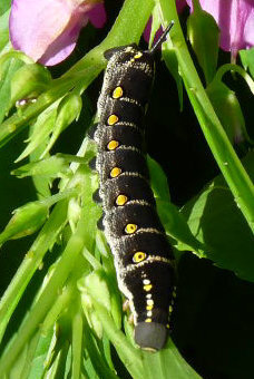 何という虫ですか 花壇のホウセンカが食い荒らされてしまいました 横に黄色 Yahoo 知恵袋