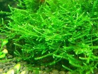 ウィローモス 南米 を飼育しているのですが 気がついたら所々に黒い玉 Yahoo 知恵袋