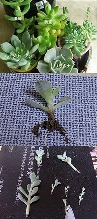 多肉植物 プロリフェラ のランナーが伸びてきました これはどう Yahoo 知恵袋