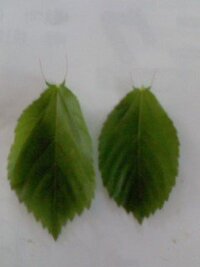 モロヘイヤの葉について教えてください 今日 ９ １８ にモロヘイヤ Yahoo 知恵袋