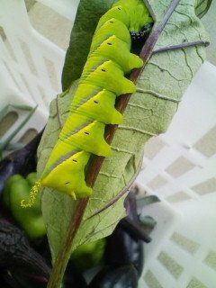 何の幼虫 なすの葉っぱにいたのを見つけました メンガタスズメの幼虫 Yahoo 知恵袋