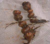 じゃがいもみたいな謎の球根 昨日 花壇の雑草取りをしていて 雑草の Yahoo 知恵袋