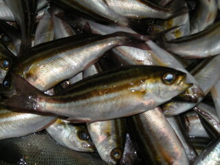 至急 この魚は何ですか 主人と子供がサビキで沢山釣って Yahoo 知恵袋