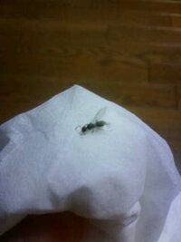 この羽アリは黒蟻の羽アリでしょうか 玄関前の駐車場にたくさんいます Yahoo 知恵袋