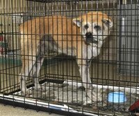 富山県の 魚の鯉にお酒を飲ませる神事 は動物愛護法に違反してい Yahoo 知恵袋