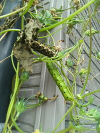 緑と茶色の大きな幼虫に 朝顔の葉を食い荒らされました 調べたらスズメガの幼虫だ Yahoo 知恵袋