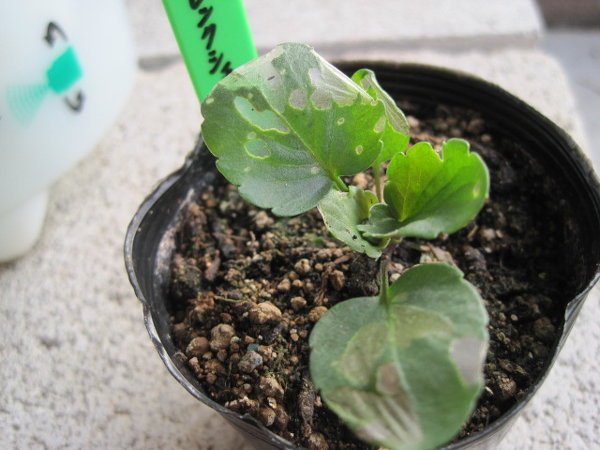 パンジーの葉が透け透けになってしまいます病気でしょうかそれとも虫に 