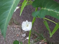 この白い花は何でしょう 畑から石垣に飛び出していました 蔓性の Yahoo 知恵袋