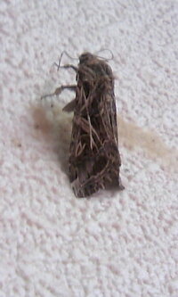 蛾ってなんでわざわざプールで水死するんですか 夏にリゾートホテル Yahoo 知恵袋